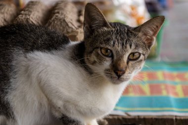 Evcil, kısa saçlı tekir kehribar bir kehribar kehribar gözlü beyaz kedinin yakın plan portresi. Dışarıdaki kameraya bakıyor..