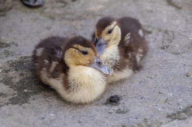 Gri beton zeminde birbirine sarılan iki yavru ördek, yüksek açılı yakın çekim..