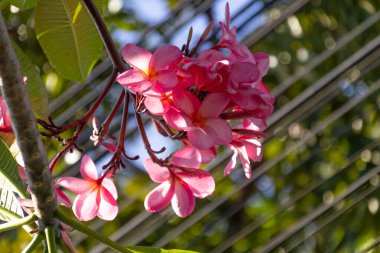 Pembe Frangipani Plumeria çiçekleri tomurcuklanıyor tropik bahçe güneşinde..