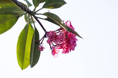 Pembe Plumeria Çiçekleri ve Yeşil Yapraklar Parlak Beyaz Gökyüzü Arkaplanına Karşı