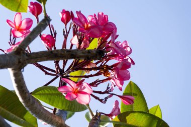 Pembe tesisat çiçekleri, parlak mavi gökyüzü arka planında çiçek açar..