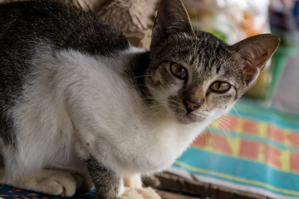 Beyaz ve tekir kürklü sokak kedisinin portresi kameraya bakıyor..