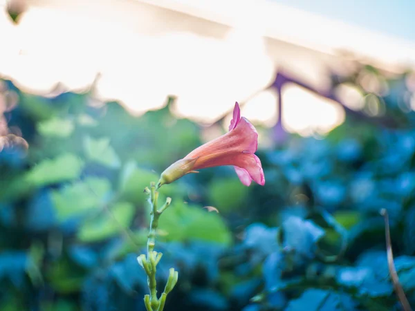 Rüya gibi Campsis portre