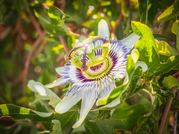 Tutku çiçek yaz güneşin