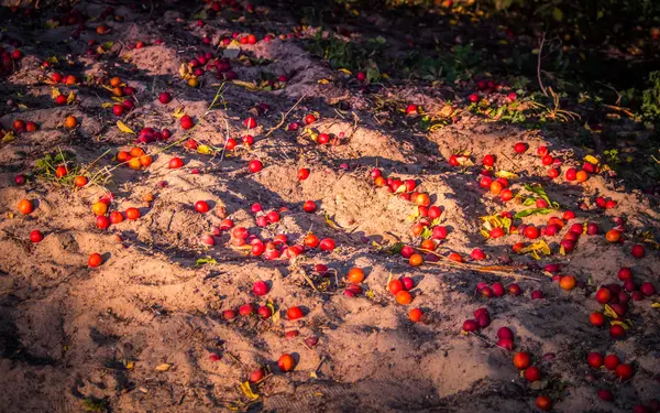 Kumlu sahilde olgun kırmızı Erik