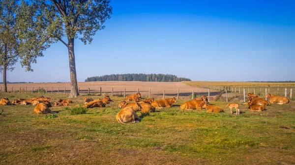 Çayır üzerinde kırmızı inek