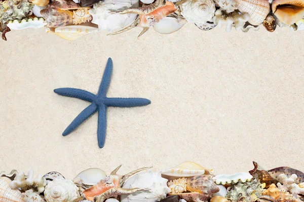 Conchiglie tropicali e stelle marine su una spiaggia — Foto Stock