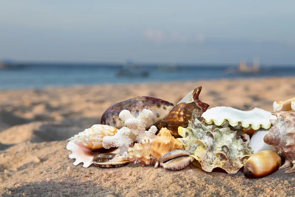 Conchas de praia tropicais — Fotografia de Stock