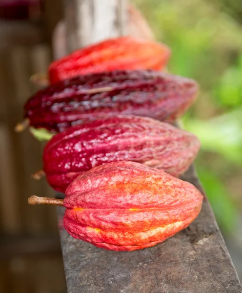 Vainas de cacao maduras para chocolate Imagen de stock