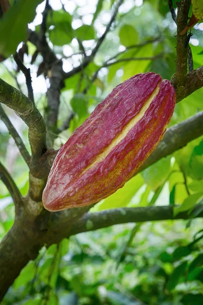 Cultivo de cacao para chocolate — Foto de Stock