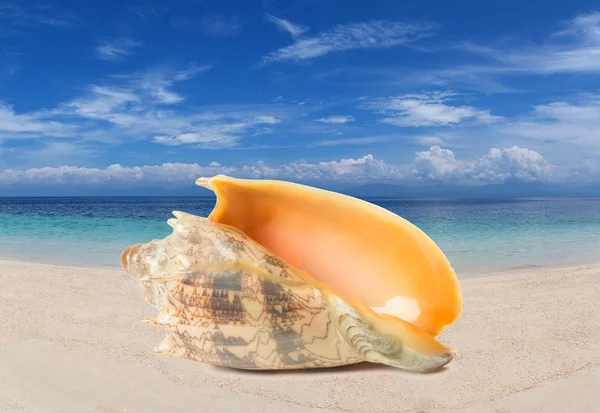 Tropical shell on a beach — Stock Photo, Image