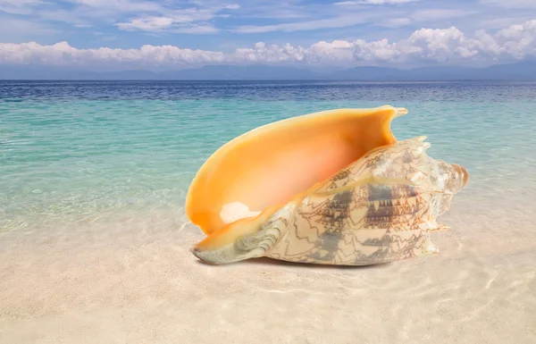 Concha tropical em uma praia — Fotografia de Stock