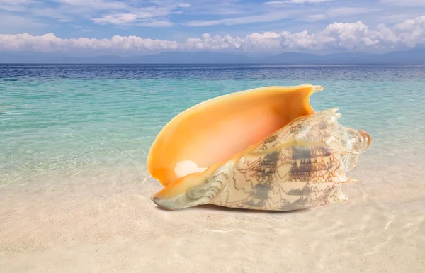 Tropical shell on a beach Stock Photo