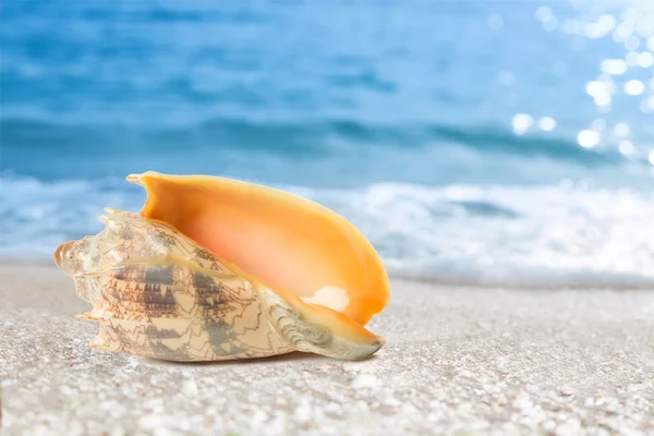 Tropische Muschel am Strand — Stockfoto