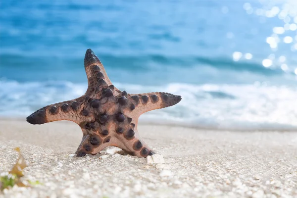 Tropikalna plaża rozgwiazda — Zdjęcie stockowe