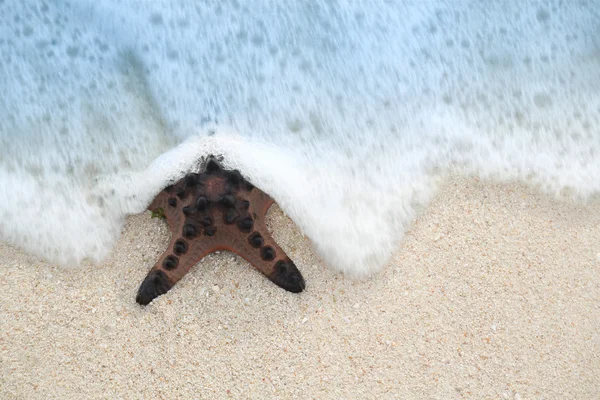 Tropischer Strandseestern — Stockfoto