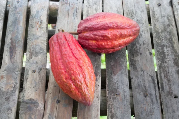 Vainas de cacao maduras para chocolate — Foto de Stock