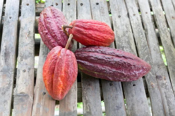 Vainas de cacao maduras para chocolate — Foto de Stock