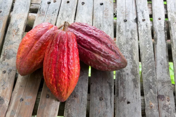 Vainas de cacao maduras para chocolate — Foto de Stock