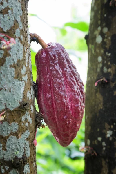 Cultivo de cacao para chocolate — Foto de Stock