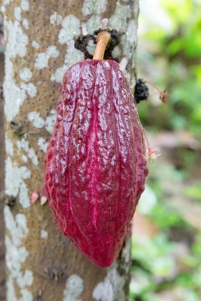 Cultivo de cacao para chocolate — Foto de Stock