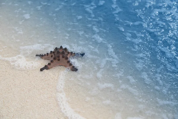 Tropischer Strandseestern — Stockfoto