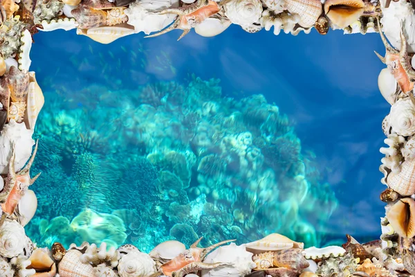 Conchiglie tropicali e barriera corallina blu — Foto Stock