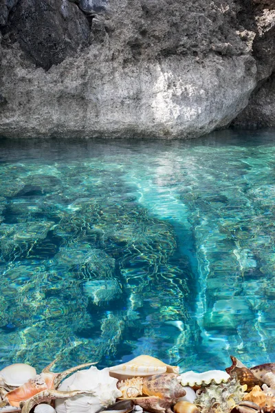 Conchas tropicais e recifes azuis Fotografia De Stock