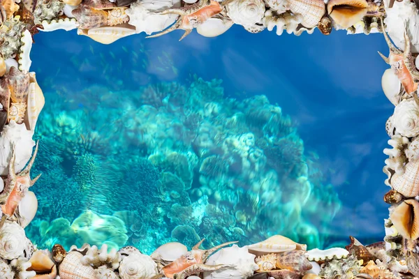 Tropical shells and blue reef Stock Image