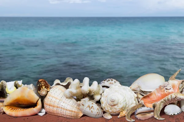 Conchiglie tropicali e mare blu — Foto Stock