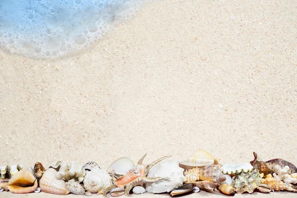 Conchas tropicais em uma praia de areia — Fotografia de Stock