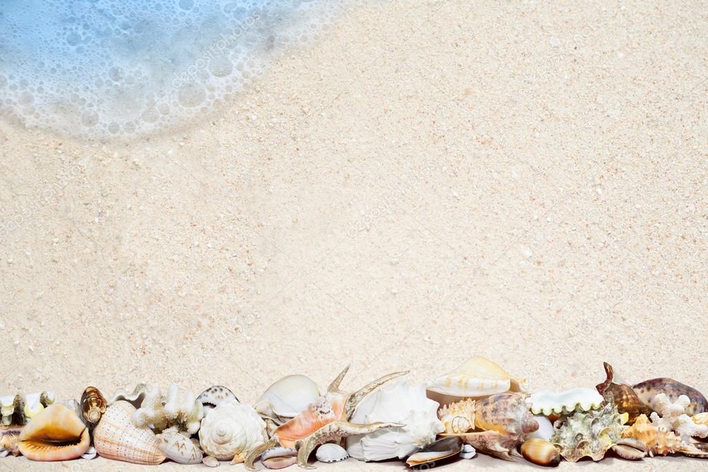 Tropical shells on a sandy beach