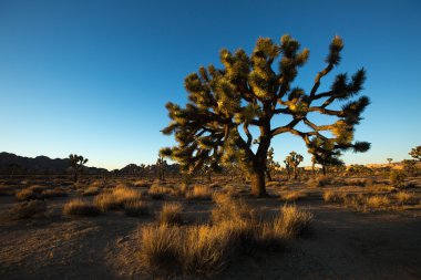 Maltepe çölde günbatımı ışık 