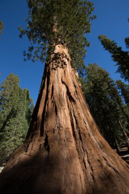 California dev sekoya ağacı 