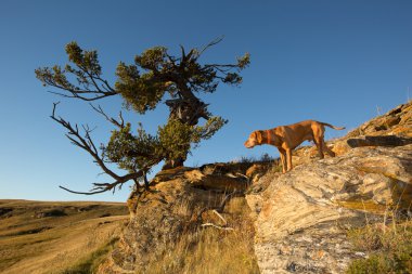 altın renkli Macar vizsla dosyalanmış daimi bir kayanın üzerinde 