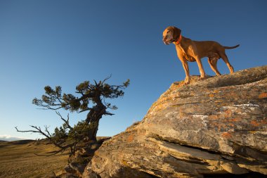 altın renkli Macar vizsla dosyalanmış daimi bir rock outdo üzerinde