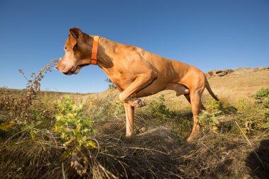 altın renkli vizsla köpek işaret