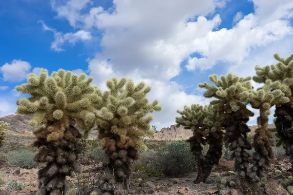 Cholla cactus against the cloudy sky in Arizona — Stock fotografie