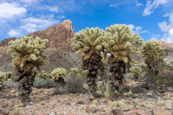 全罗北道树在亚利桑那州的沙漠 — 图库照片