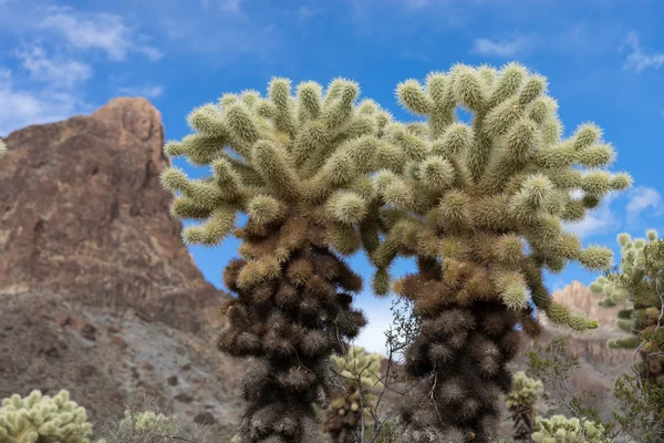Cholla cactus closeup in arizona — Stock Photo, Image