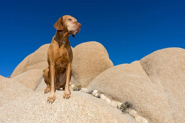 Pure breed vizsla sits obediently outdoors on cliff — Stock Photo, Image