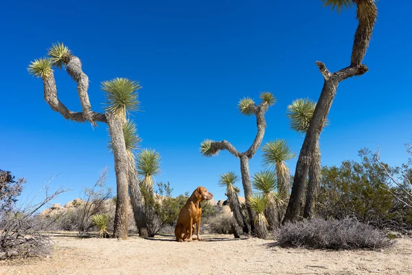 Hunden sitter mellan joshua träd i Kalifornien — Stockfoto