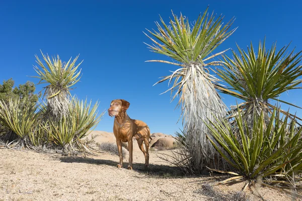 Cão de pé no deserto — Fotografia de Stock