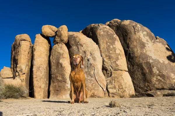 Hund som sitter foran en klippe i Joshua tre nasjonalpark kalifornia – stockfoto