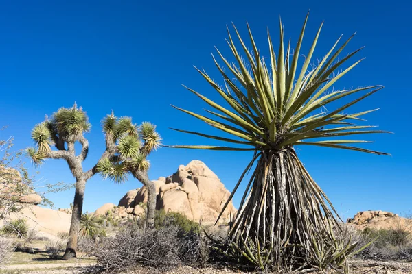 Yucca with joshua tree in the background — Stock Photo, Image
