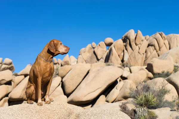 Perro dorado sentado en joshúa árbol california —  Fotos de Stock