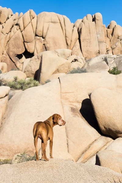 Hunden står utomhus med klippor i bakgrunden — Stockfoto