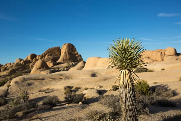 Yucca rostlin v poušti v Kalifornii — Stock fotografie