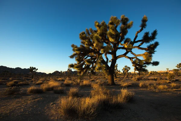 Joshua tree in the sunset light in the desert — Stockfoto