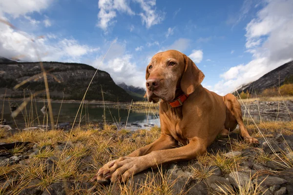 Obedient golden colour dog laying on the ground — Stock Photo, Image